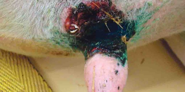 Ein von Mortellaro befallenes Euter. (Bild Wiederkäuerklinik, Vetsuisse-Fakultät der Universität Bern)