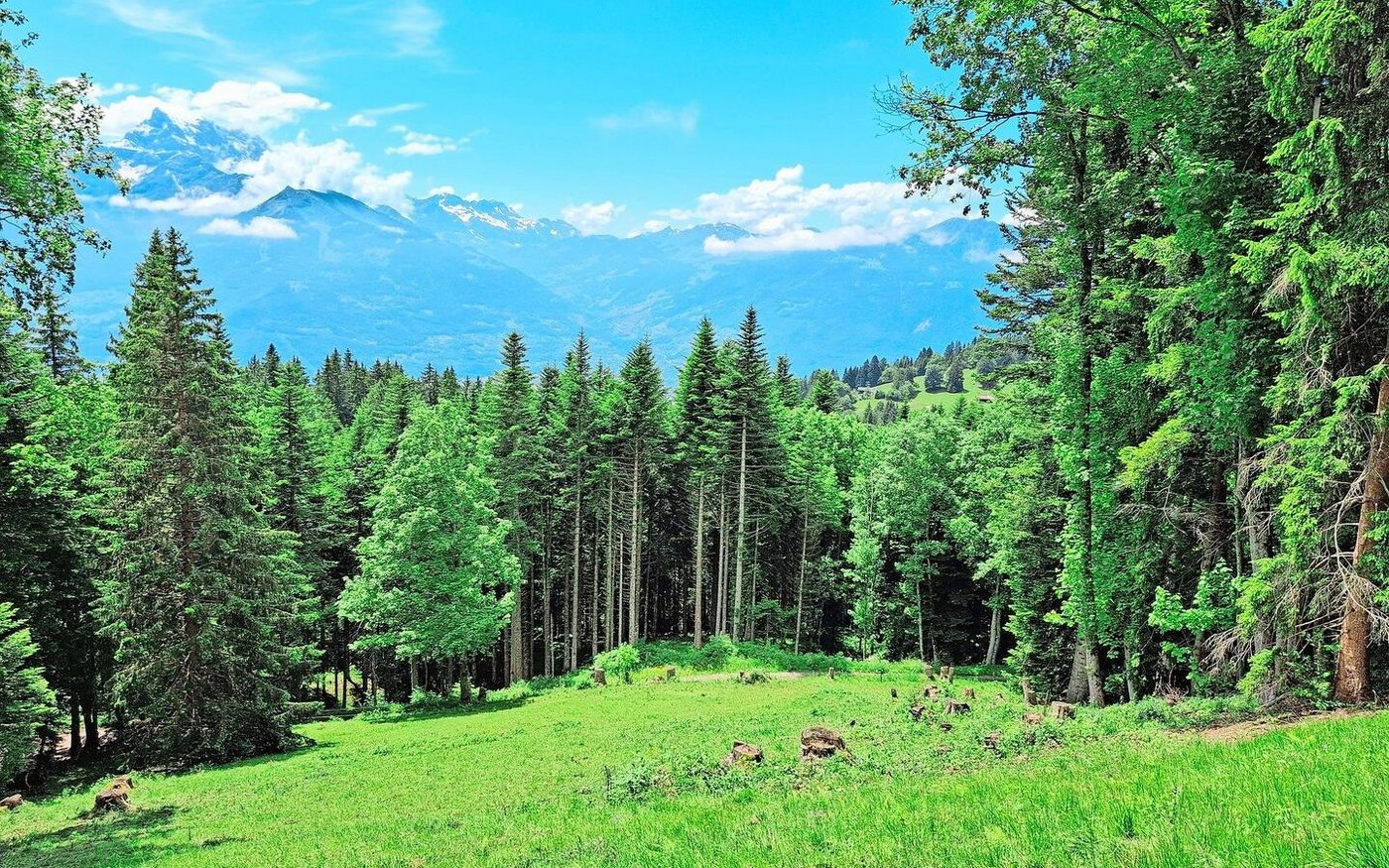 Auf den grossen Alpweiden ist es manchmal nicht einfach, die Tiere zu finden. Trotzdem inspiziert die Praktikantin ein jedes.