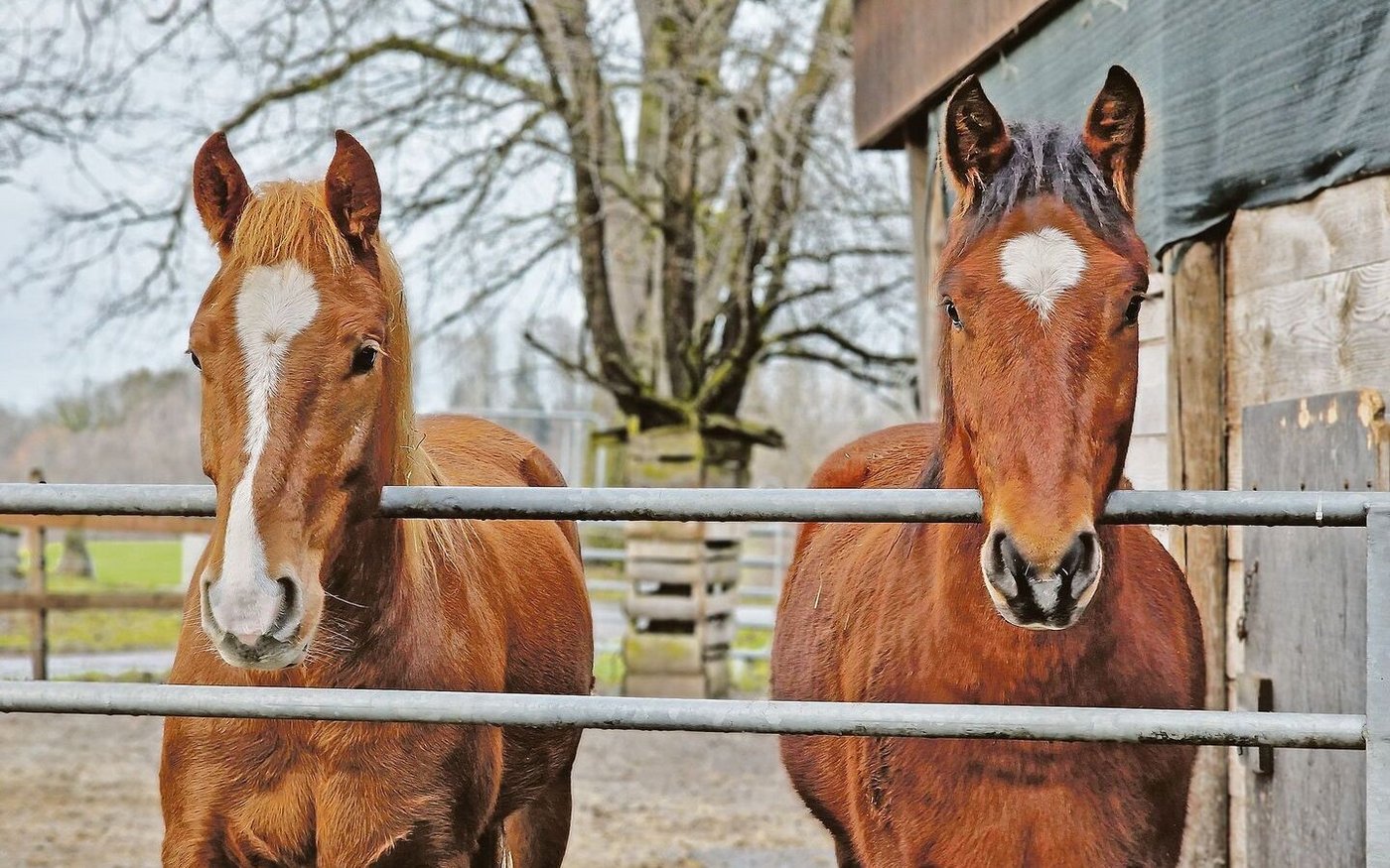 Die Pferdehaltung ist für viele Landwirtschaftsbetriebe eine sichere Einnahmequelle. Die Preise für Pensionsplätze bewegen sich je nach Region und Infrastruktur zwischen 500 und 1200 Franken pro Monat und Pferd.