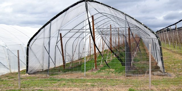 Laut dem Aargauer Bauernverband können grosse Teile der Bevölkerung nachvollziehen, dass es für einen reduzierten Pflanzenschutz gewisse Eingriffe in die Natur braucht – z. B. Folientunnel. (Bild Toni Widmer)