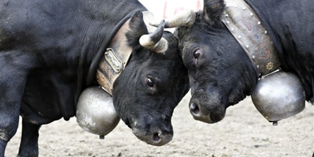 Zwei der 180 Kühen, die im kürzlichen Finale um die Krone gekämpft haben. Die Königin der Königinnen gehört jetzt einem Waadtländer Züchter. (Bild: Armin Grässl)