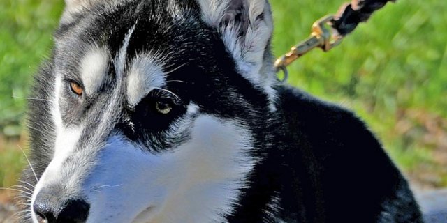 Die Behörden mahnen die Hundehalter die Verhaltensregeln, Gebote und Leinenpflicht (wo verordnet) einzuhalten. (pixabay)