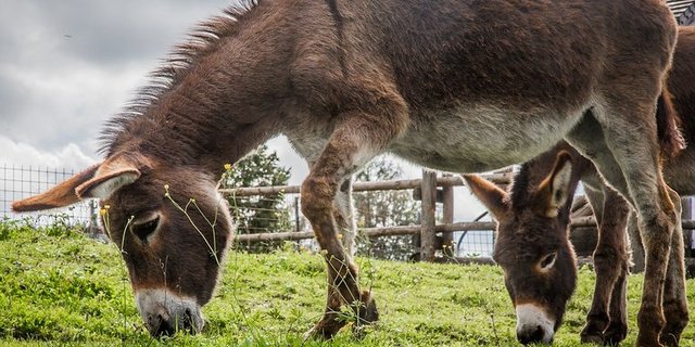 Der Trend zu mehr Maultieren, Mauleseln und Eseln setzt sich fort. (Symbolbild: pixabay)