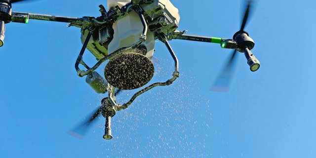 Anfang Sommer 2025 flog die Drohne über Tobias Burrens Ackerbohnen und säte eine Klee-Gras-Mischung mit 10 bis 13 kg/ha aus.