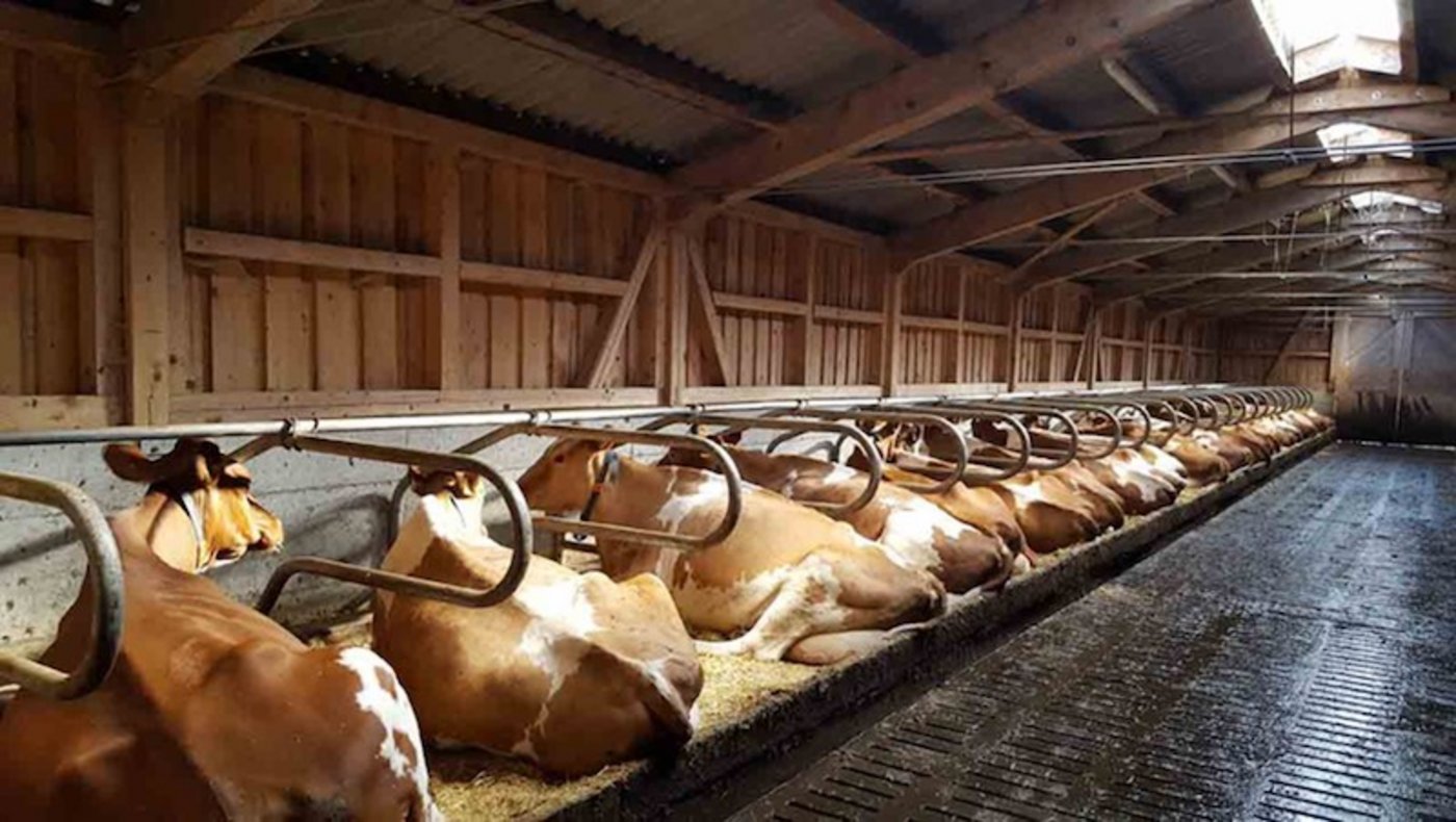 35 Prozent der Kontrollen des Tierschutzfachstellen waren im 2018 unangemeldet. (Bild Nadine Neukomm/landwirtschaft.ch)