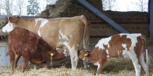 Die heutige Gesetzgebung sieht nicht vor, dass das Kalb an der Kuh säuft, wenn gleichzeitig die Milch als Lebensmittel in den Verkehr gebracht wird. (Bild mw)