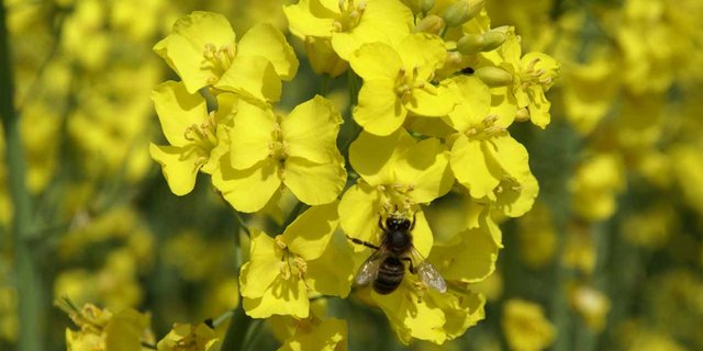 Blühender Raps mit Biene. (Bild lid)