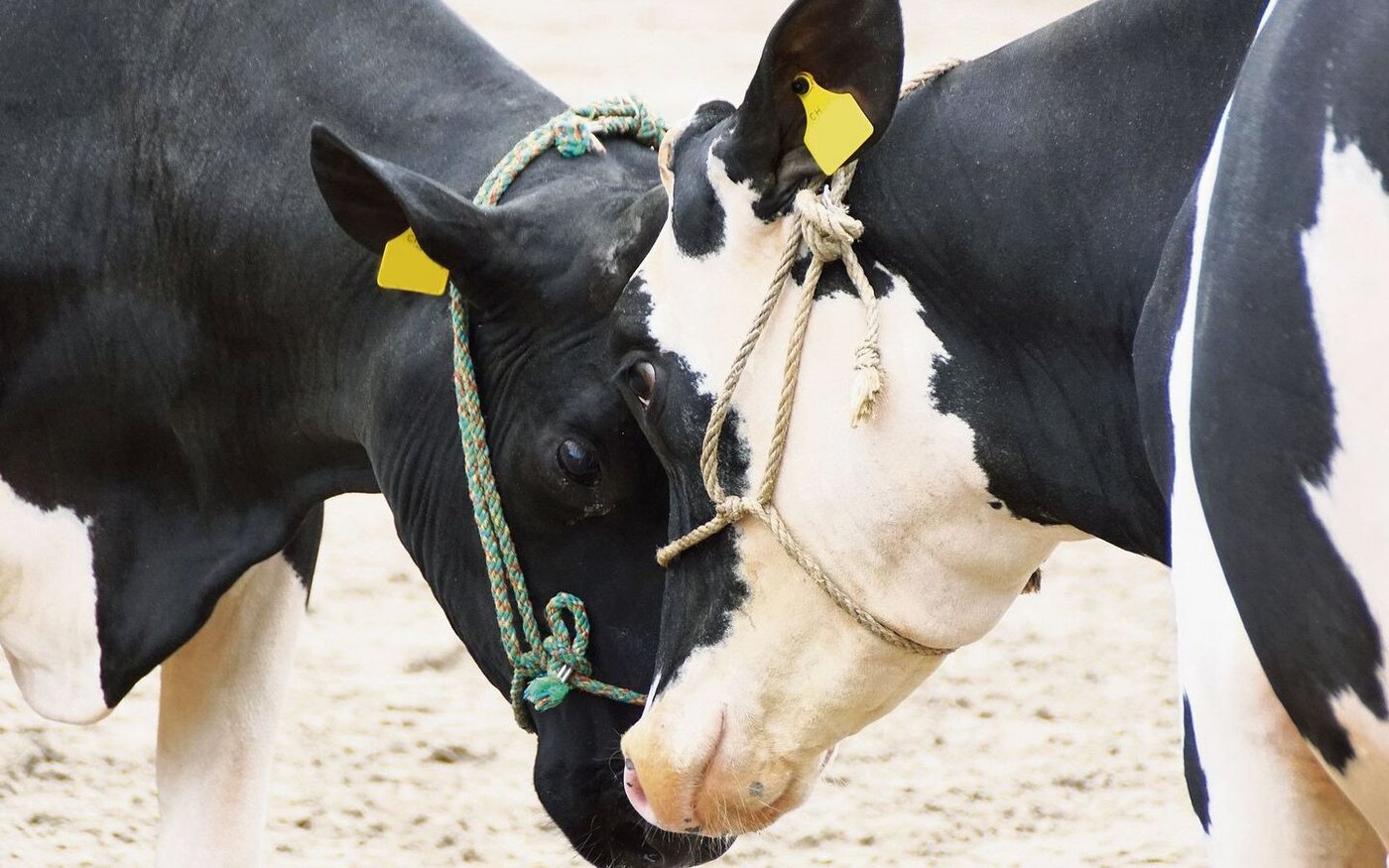 Stirn an Stirn messen die Tiere ihre Kräfte. Gegenseitig versuchen sie, sich wegzustossen, bis eine von beiden nachgibt.