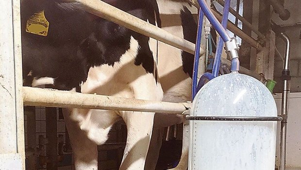 Weil sie beim Melken Kraftfutter bekommen, gehen frisch gekalbte Rinder gerne durch den Melkstand.