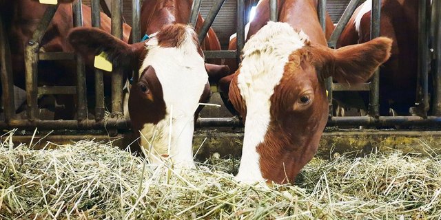 Der Gehalt von Dürrfutter und auch von Silage kann stark variieren. Zusätzlich zum Ernterapport liefert die Laboranalyse Informationen. 