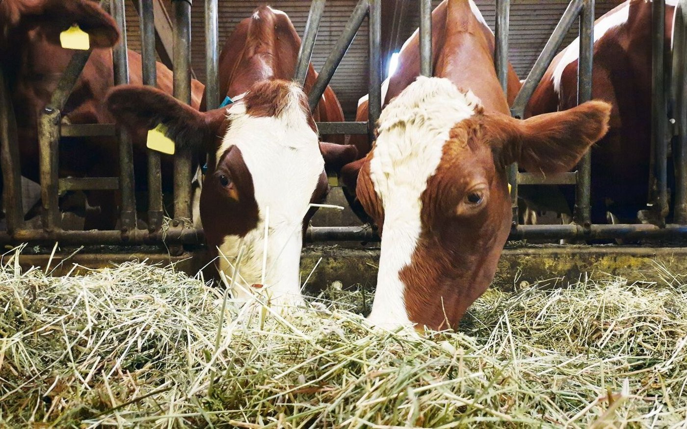 Der Gehalt von Dürrfutter und auch von Silage kann stark variieren. Zusätzlich zum Ernterapport liefert die Laboranalyse Informationen. 
