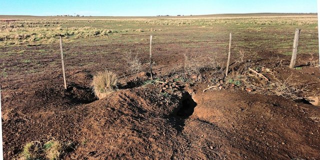 Die Vizcachas, bis zu 7 kg schwere Nagetiere, bereiten Egon Tschol eine Menge Ärger auf seiner Farm. Sie fressen alles, was wächst, und ihre Tunnel und Bauten sind eine Gefahr für das Vieh. 