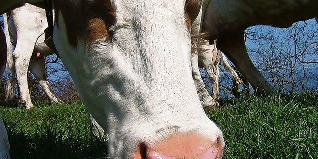 Mit dem Beitrag für graslandbasierte Milch- und Fleischproduktion soll der Standortvorteil «Grasland Schweiz» genutzt werden. (Bild: BauZ)