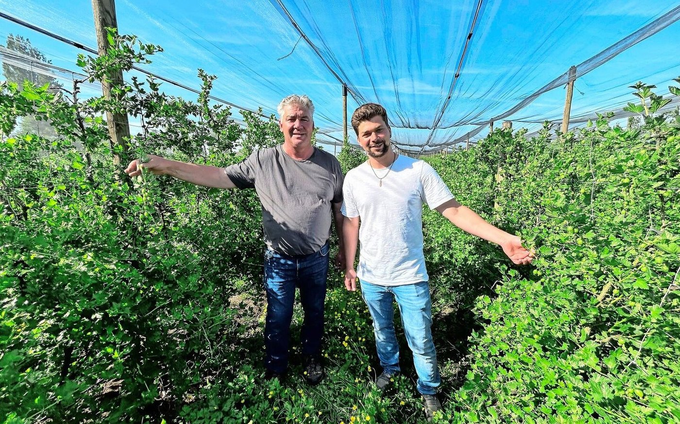 Urs und Ralph Wehrle (v. l.) haben ein Faible für Stachelbeerkulturen. Mit dem Anbau begann Urs Wehrle bereits als 18-Jähriger. 
