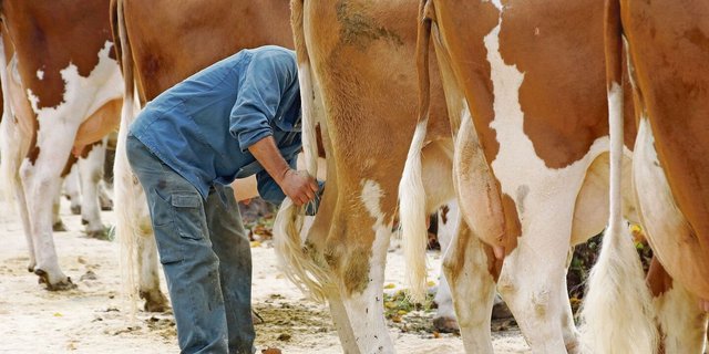 Jeder Viehzüchter freut sich, wenn seine Kuh die Schönste ist. Das Euter einölen darf er künftig trotzdem nicht mehr. 