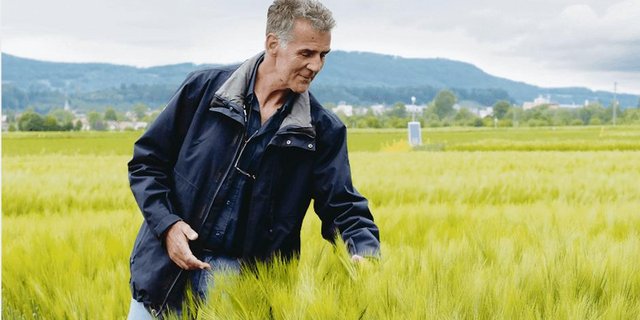Hans Hirschi steht in den Gerstenversuchen der Feldtage 2020. Dass die Bestände eher schwach sind, werden die Landwirte aufgrund der Absage nicht vor Ort sehen können. (Bild Martina Rüegger)