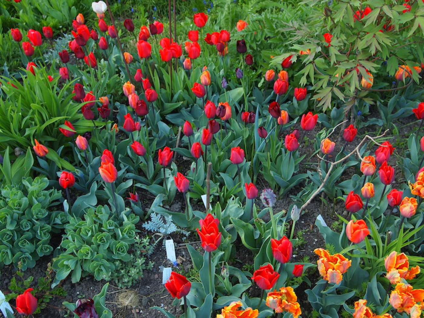 Eine Mischung aus verschiedenen Tulpen im Beet mit austreibenden Stauden wie Taglilien und Sedum wirkt spannend. (Bilder Ruth Bossardt)