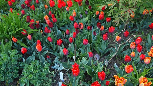 Eine Mischung aus verschiedenen Tulpen im Beet mit austreibenden Stauden wie Taglilien und Sedum wirkt spannend. (Bilder Ruth Bossardt)