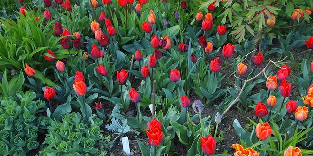 Eine Mischung aus verschiedenen Tulpen im Beet mit austreibenden Stauden wie Taglilien und Sedum wirkt spannend. (Bilder Ruth Bossardt)