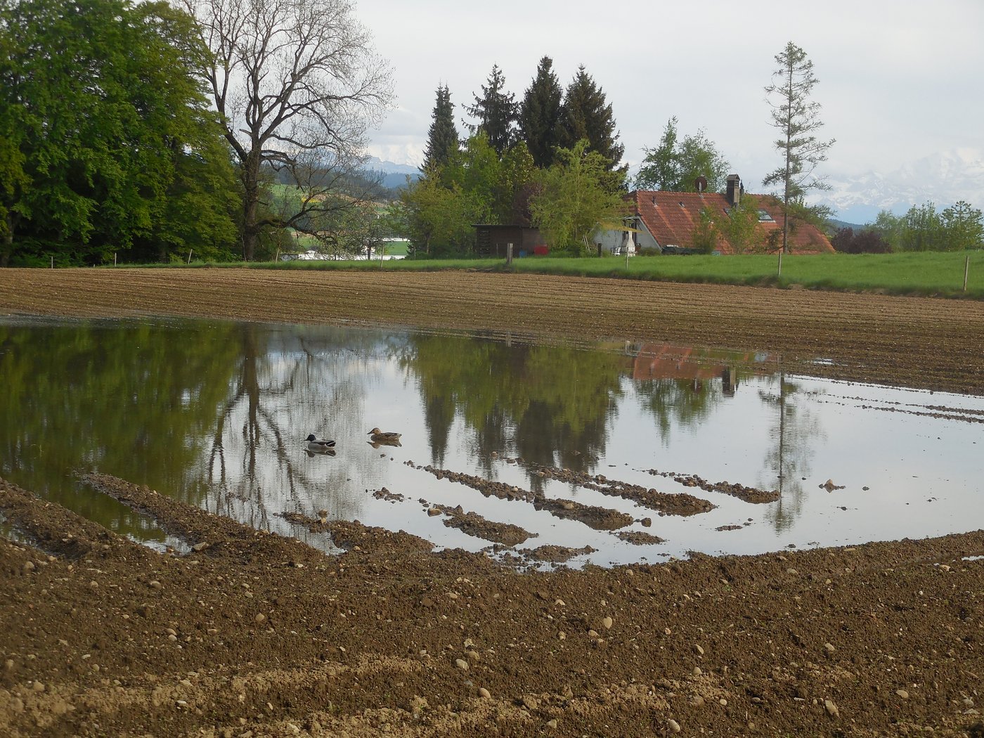 Der Befallsdruck der Kraut- und Knollenfäule ist äusserst hoch und die Ausfälle sind teils massiv. Nun klopft die Branche an der Tür des BLW und reicht ein Importgesuch von über 20 000 t ein. (Bild BauZ)