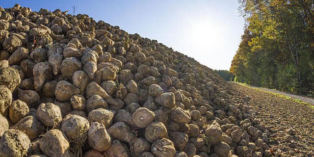 Viele Zuckerfabriken in Deutschland müssen schliessen. Für einige Bauern heisst dies: letzte Ernte einfahren. (Bild agrar-press)