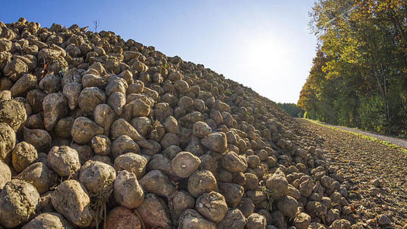 Viele Zuckerfabriken in Deutschland müssen schliessen. Für einige Bauern heisst dies: letzte Ernte einfahren. (Bild agrar-press)