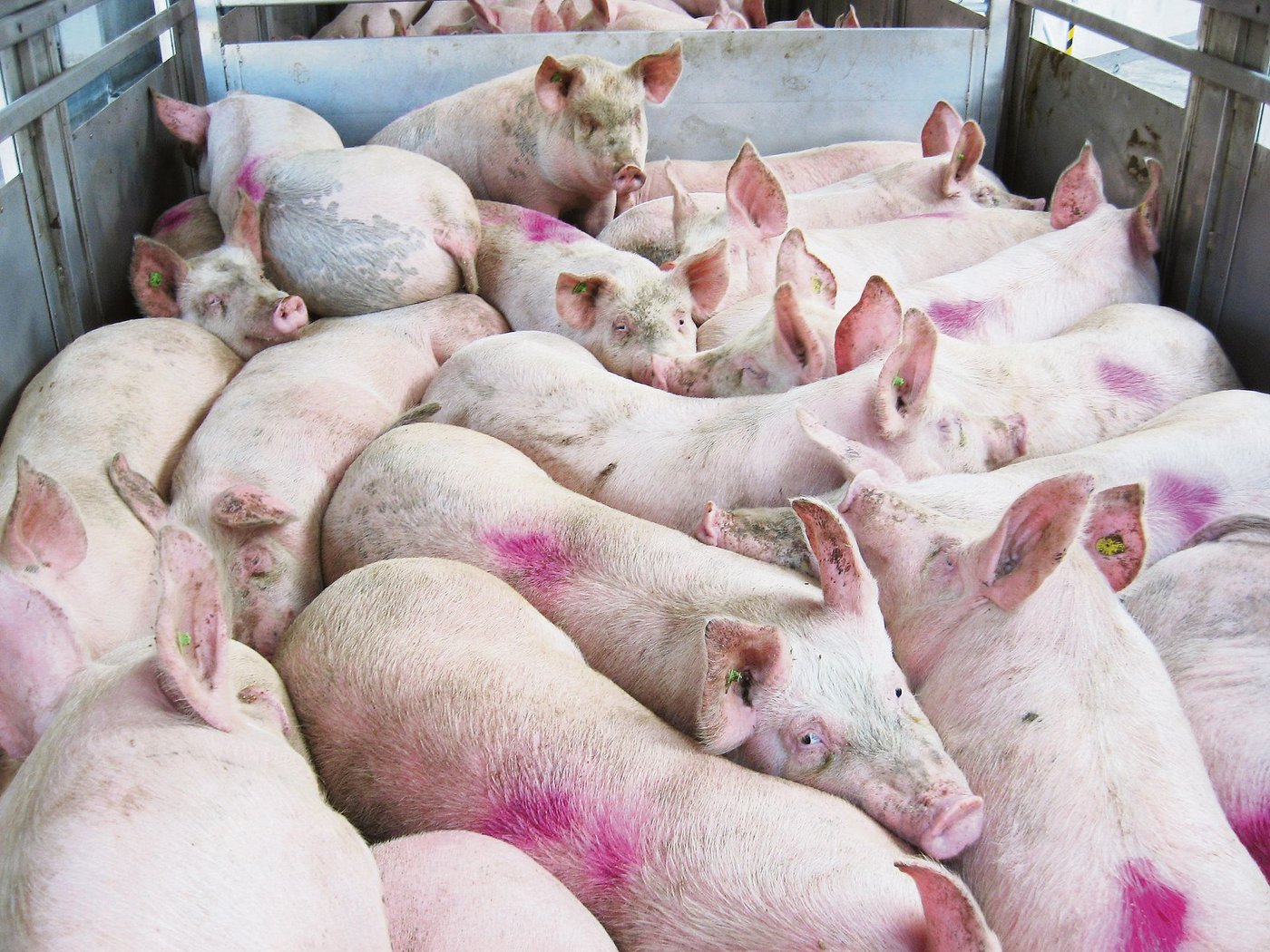 Im Transportfahrzeug muss die Mindestfläche pro Tier eingehalten werden. Überfüllte Abteile führen zu Stress und Kreislaufproblemen beim Tier. (Bild Kontrolldienst STS)