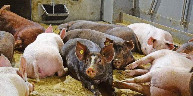 Label-Schlachtschweine sind in den vergangenen Jahren grösser geworden. Das hat Folgen auf den Tierschutz.(Bild Daniela Joder)
