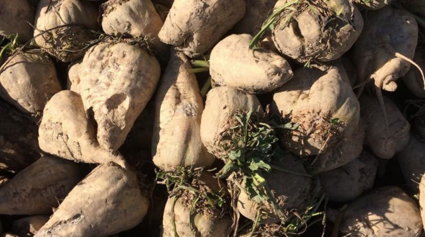 Ob eine oder beide Anlagen laufen, sei «unerheblich», schlussfolgert der Bundesrat. (Bild BauernZeitung/sjh) 