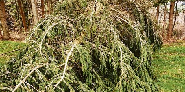 Der Holzmarkt ist mit Schad- und Käferholz ausgelastet. Frischholz sollte nur auf Bestellung geschlagen werden.