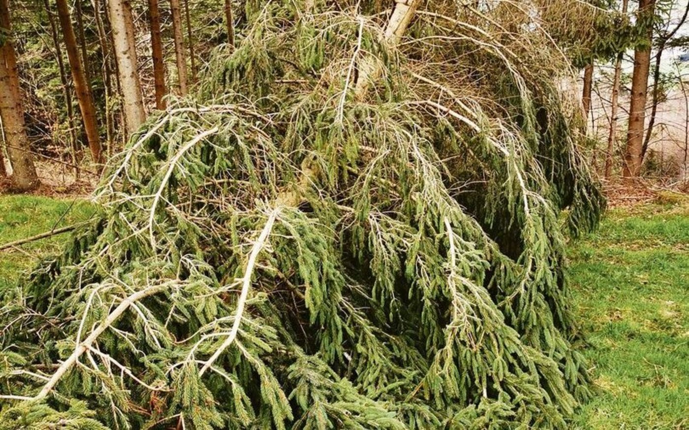 Der Holzmarkt ist mit Schad- und Käferholz ausgelastet. Frischholz sollte nur auf Bestellung geschlagen werden.
