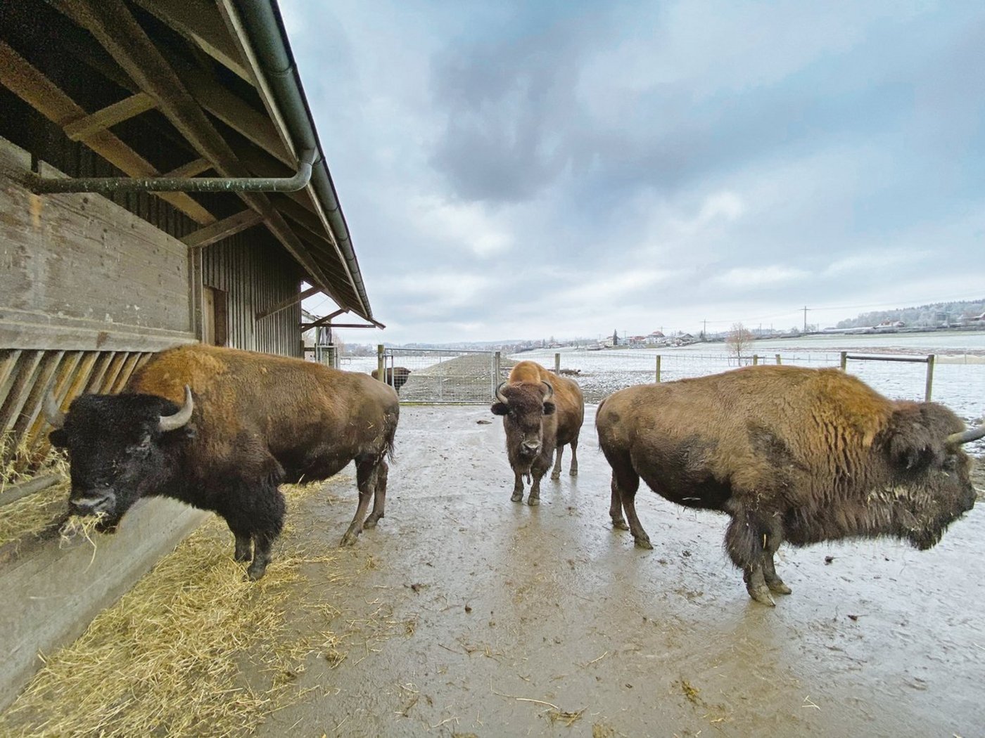 Präriebisons sind imposante Erscheinungen. Sie verbringen den Grossteil ihres Lebens im Freien; den Stall schätzen sie vor allem im Sommer, wenn er ihnen Schatten bietet. Im Winter schützt sie ihr dickes Winterfell vor der Kälte.(Bild lja)