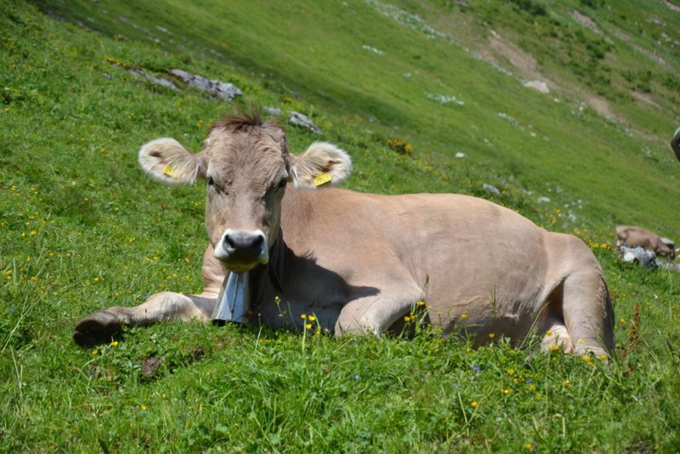 Original Braune wurden einst mit Verwandten aus Amerika gekreuzt. Das Ziel war mehr Milch pro Kuh. (Bild BauZ)
