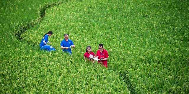 In China konnte die Syngenta Group von der Zulassung eines neuen Fungizids profitieren. (Bild Syngenta Group)
