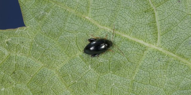 Regulierungsstrategien im Biolandbau helfen bei einem schwachen Befall mit Rapserdflöhen. (Bild Giorgio Skory, Agroscope)