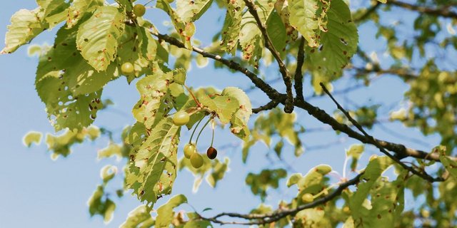 Hochstammkirschen ohne professionellen Pflanzenschutz präsentieren sich heuer mit starkem Schrotschussbefall.