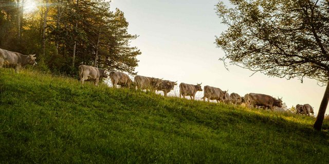 Aktuell gehören 372 Höfe als aktive Mitglieder zum 1937 gegründeten Verein für biologisch-dynamische Landwirtschaft. (Bild zVg)