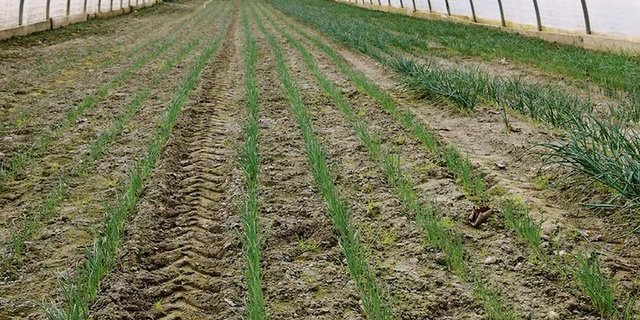 Fast das ganze Jahr gibt es in den Gewächshäusern etwas zu tun. Obwohl es erst anfang März ist, sind diese Bundzwiebeln schon weit fortgeschritten. (Bild Peter Fankhauser)