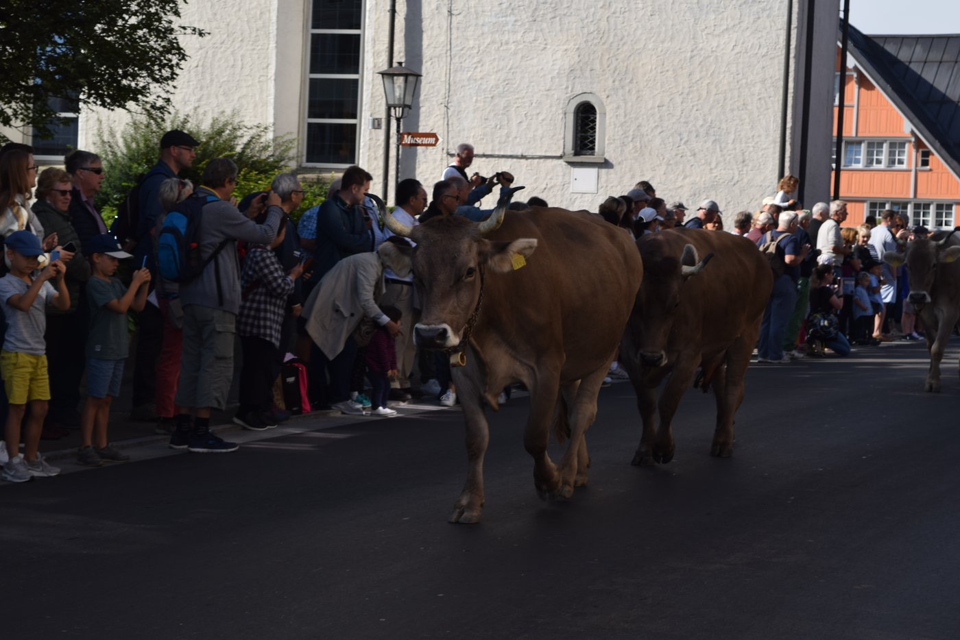 Auch kein alltägliches Bild: In Urnäsch waren nur behornte Kühe zu sehen.