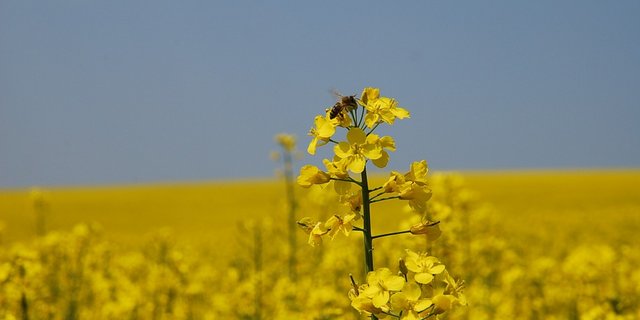 Dank der Dropleg-Technik sollen Bienen besser geschützt werden. (Bild Pixabay)