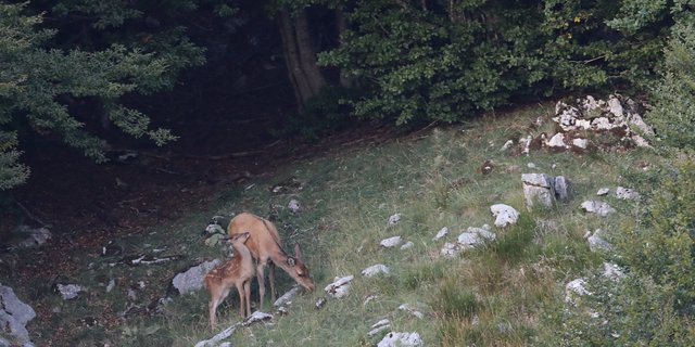 Heute lebten etwas über 20 individuelle erwachsene Tiere im Kanton Jura. Dass nun ein Jungtier gesichtet wurde, zeige, dass die Wiederansiedlung auf gutem Weg ist. (Bild Kanton Jura)