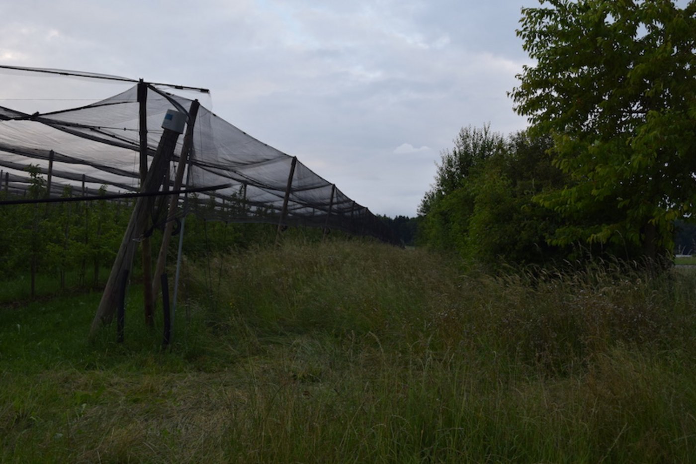 Grosse Vielfalt auf kleinem Raum: Neben der Tafelobstanlage wächst eine extensive Wiese. Die Hecke ist Lebensraum für viele Tiere und Vögel.