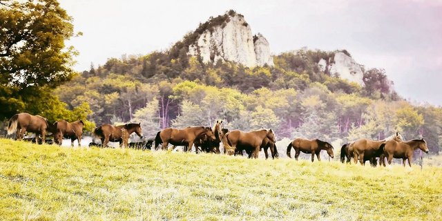 Eine Urfreiberger-Herde im Kanton Solothurn weidete auf einer Goldhaferwiese. Die wertvolle Zuchtstute Urmela hat das nicht überlebt. 