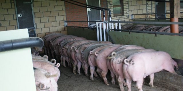 Tritt die Krankheit auf, müssten drastische Bekämpfungsmassnahmen ergriffen und die gesamten betroffenen Bestände ausgemerzt werden, heisst es beim BLV. (Bild lid)