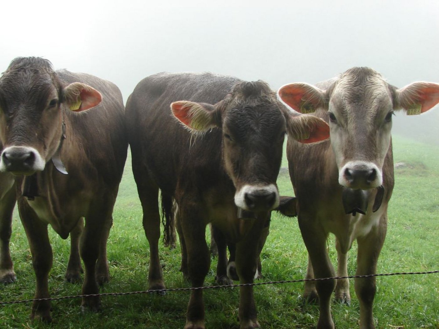 Verregnete Kühe und ein teilweise (zu) kurzer Alpsommer. Jetzt hat das BLW entscheiden, ob es den Älplern aufgrund des miesen Wetters bei den Sömmerungsbeiträgen entgegenkommt. (Bild: Fotolia)