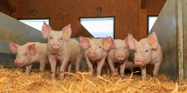 «Die Schweizer Schweinehaltung setzt sich weiter für Ressourcenschutz und Tierhaltung ein», sagt Raphael Helfenstein. (Bild Peter Röthlisberger)