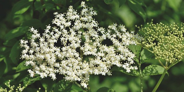 Die süss duftenden Blütendolden des Schwarzen Holunders zeigen den Beginn des Frühsommers an. 2020 waren sie verbreitet Anfang Mai zu sehen – 18 Tage früher als im Durchschnitt der Periode von 1981 bis 2010. (Bild Pixabay)