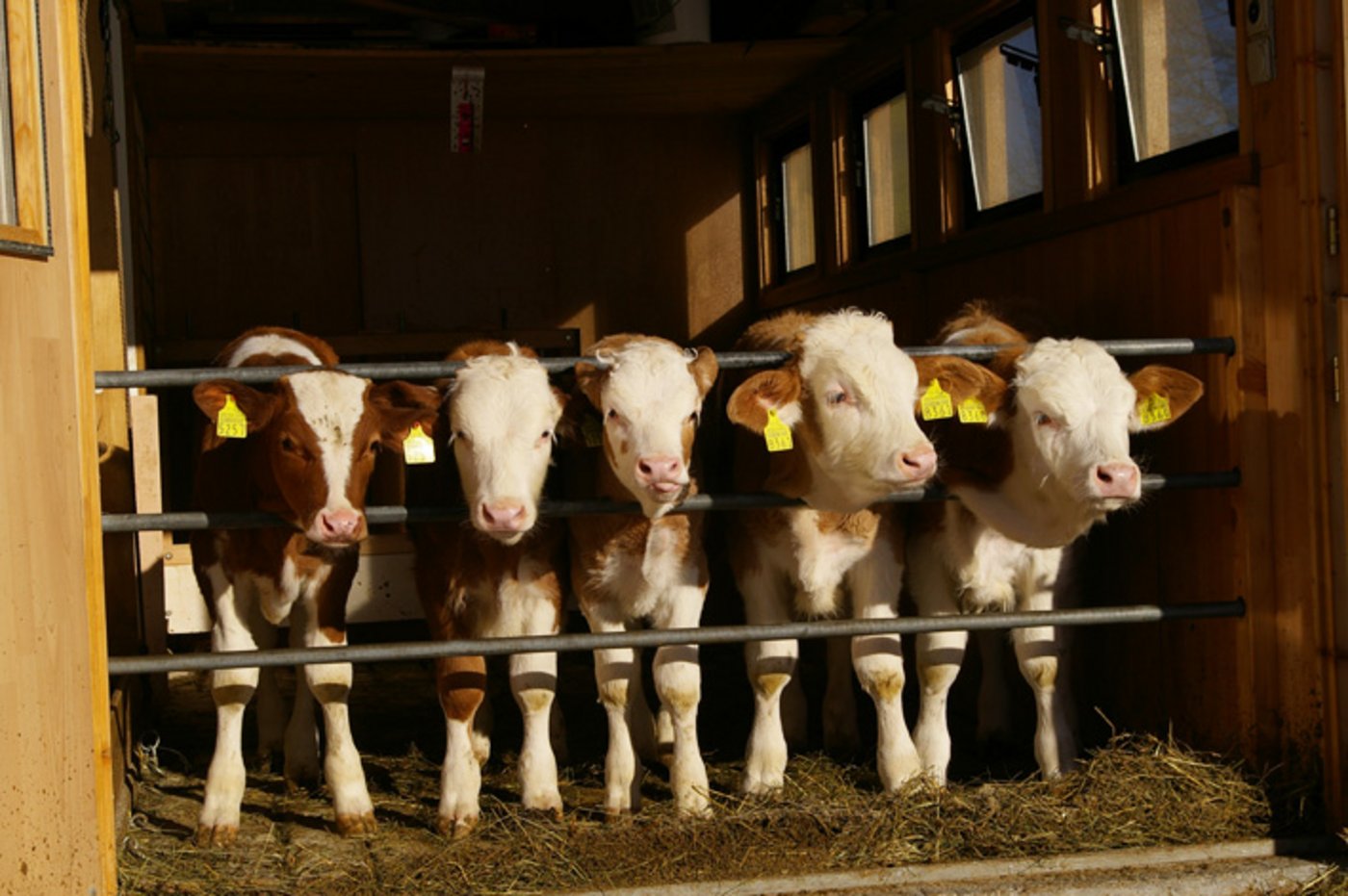 Die Initiative zum Kälbergesundheitsdienst haben die beiden Produzentenorganisationen Schweizer Kälbermäster-Verband und Swiss Beef CH ergriffen. (Bild Peter Allenbach/landwirtschaft.ch)