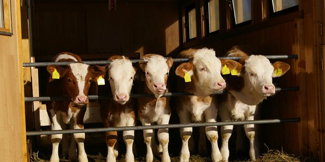 Die Initiative zum Kälbergesundheitsdienst haben die beiden Produzentenorganisationen Schweizer Kälbermäster-Verband und Swiss Beef CH ergriffen. (Bild Peter Allenbach/landwirtschaft.ch)