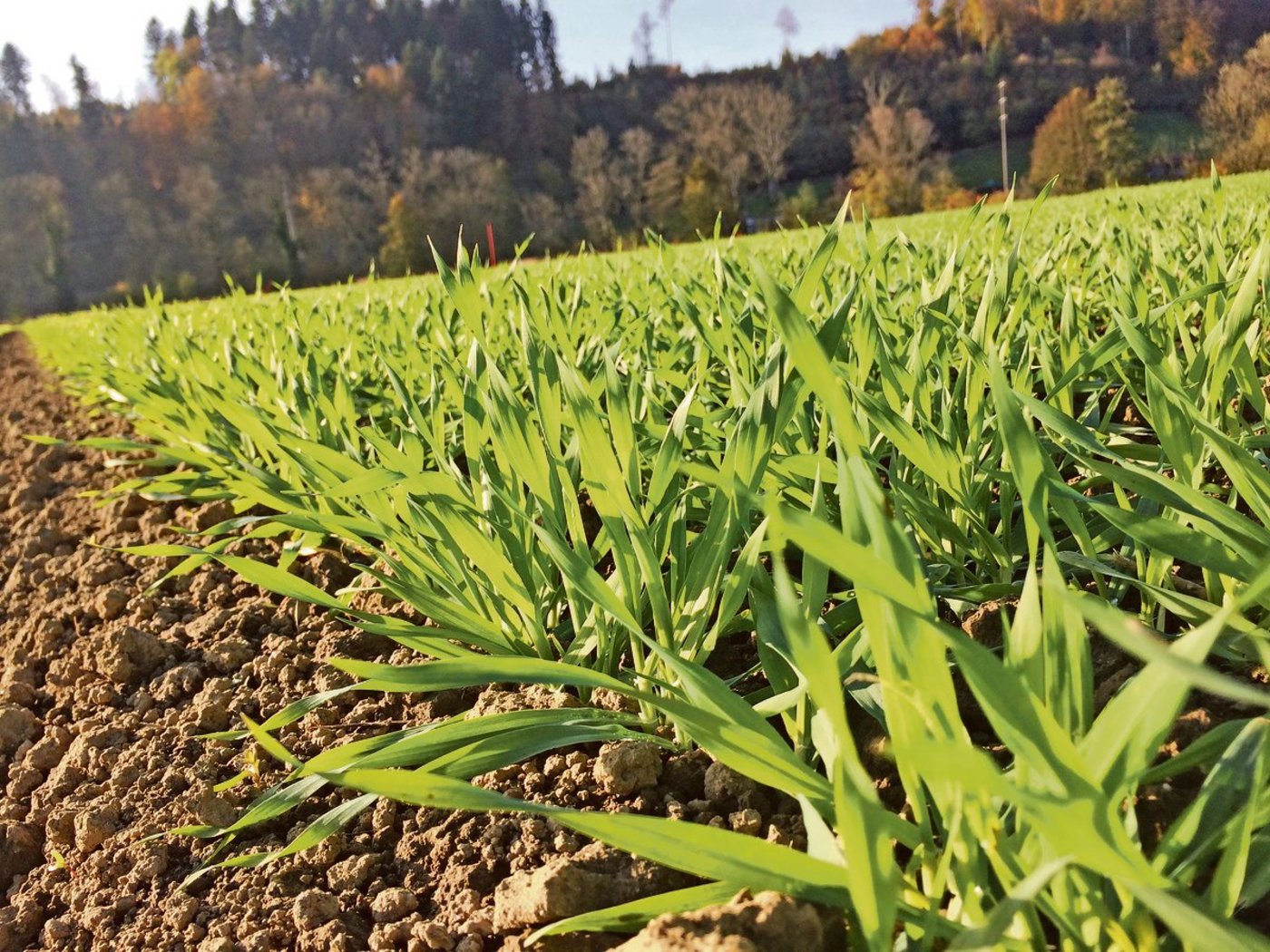 Mit der Saat wird der Grundstein für den Getreidebestand gelegt. Dabei spielen der optimale Saatzeitpunkt, die Saatdichte sowie die Saattiefe eine ausschlaggebende Rolle. (Bild Wallierhof)